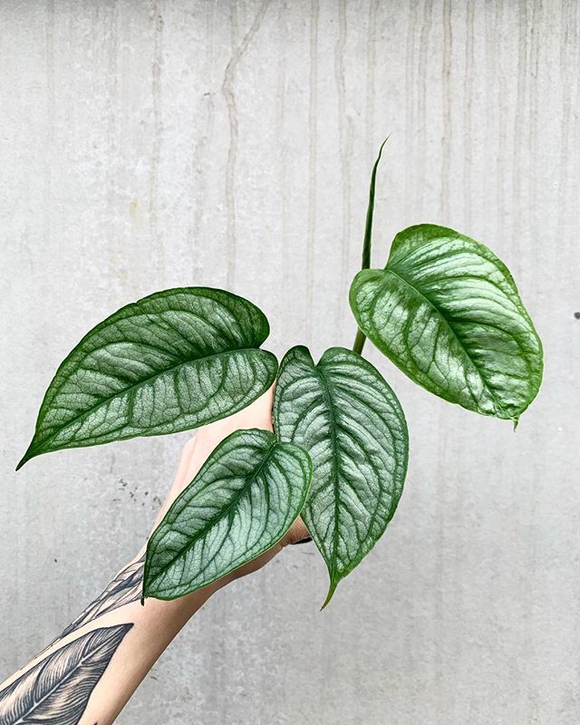 Monstera Siltepecana With Images Plants Philodendron Monstera