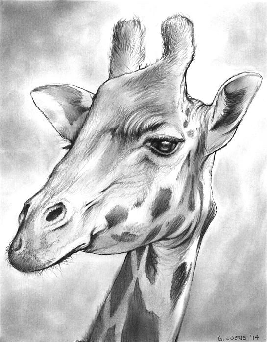 Pencil drawing of a giraffe Pencil drawing of a giraffe