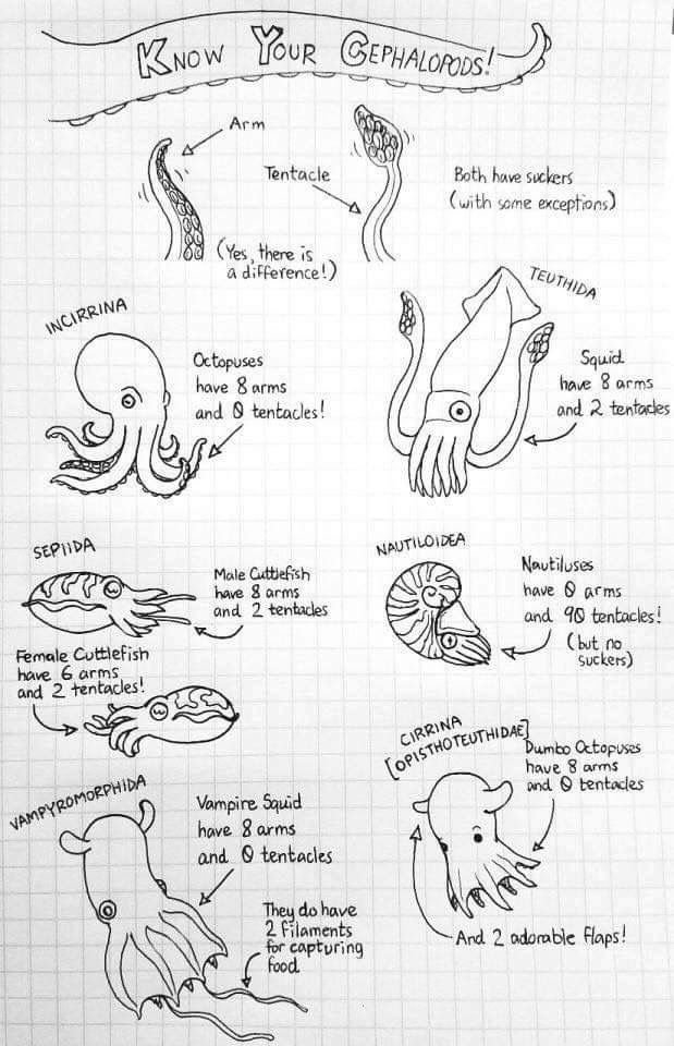 9 best Marine biology images on Pinterest Ocean life, Marine - marine biologist job description 9 best Marine biology images on Pinterest Ocean life, Marine - marine biologist job description