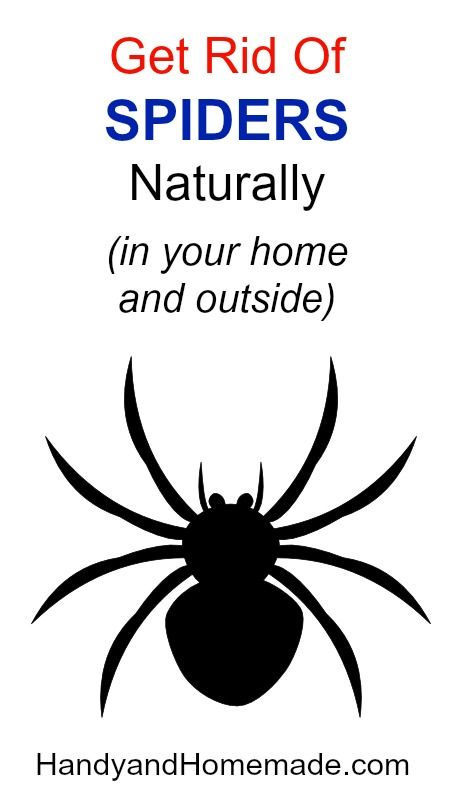 What Is A Natural Way To Get Rid Of Spiders What Is A Natural Way To Get Rid Of Spiders