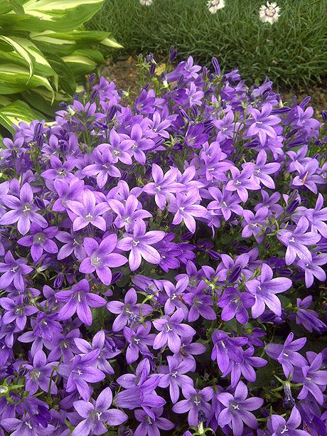 10 Diy Awesome And Interesting Ideas For Great Gardens 4 Purple 10 Diy Awesome And Interesting Ideas For Great Gardens 4 Purple Perennials
