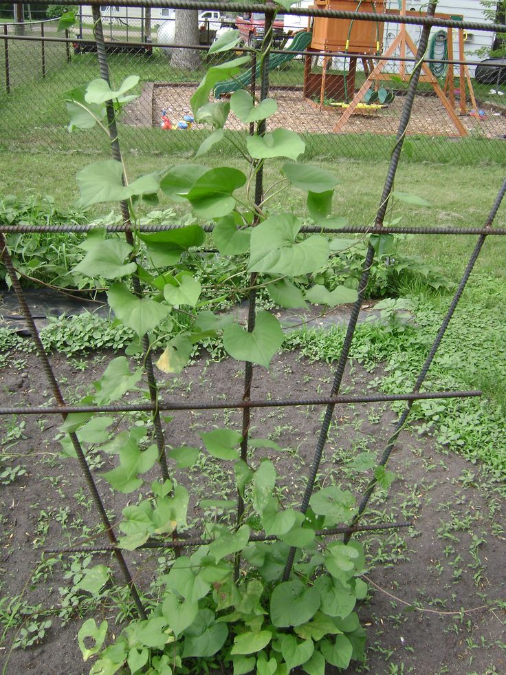 Vertical Gardening Trellis Ideas Part - 35: A Super Sturdy Vertical Trellis Welded From Metal Rebar.