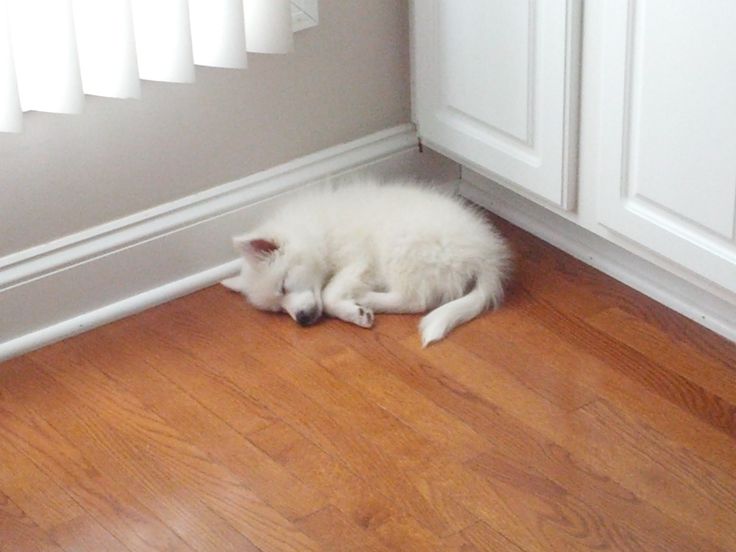 is a american eskimo dog right for me 17 best american eskimo dog images on pinterest american eskimo is a american eskimo dog right for me 17 best american eskimo dog images on pinterest american eskimo