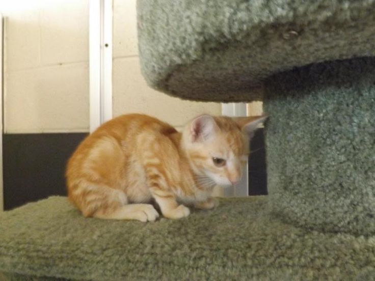 Cat Rescue Chaparral Nm Cat Rescue Chaparral Nm