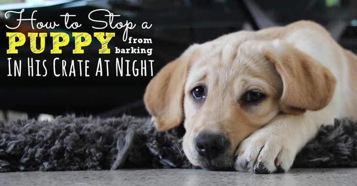 how to stop puppy from barking in crate best 25 puppy crate ideas on crate furniture crate and how to stop puppy from barking in crate best 25 puppy crate ideas on crate furniture crate and