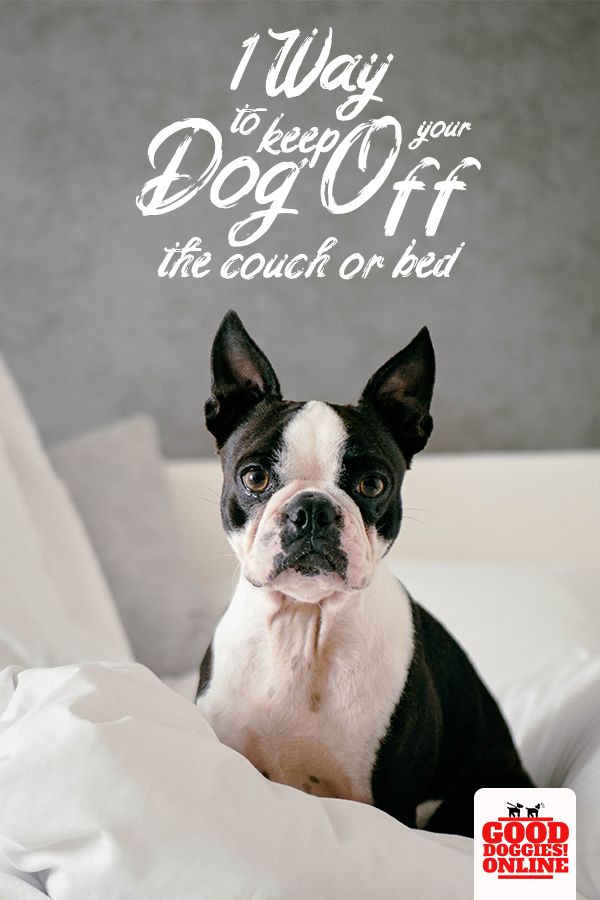 Simple Tips On How To Keep Your Dog Off The Couch Bed Gentle
