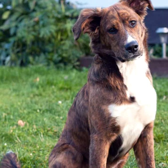 boxer bernese mountain dog mix