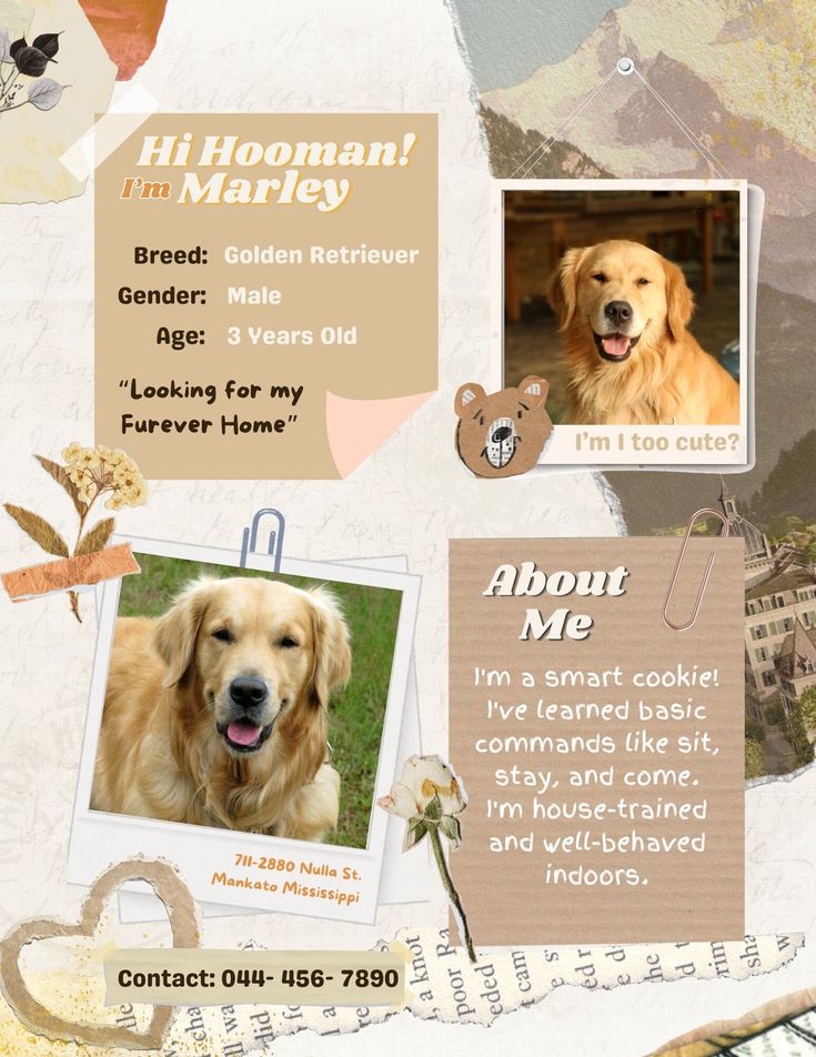 Adopt Me Flyer Template Adopt A Pet Poster Template Dog Adoption Adopt Me Flyer Template Adopt A Pet Poster Template Dog Adoption
