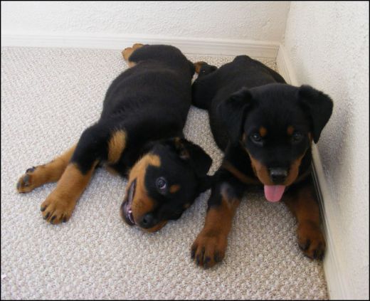 rottweiler tips for best 25 rottweiler ideas on rottweiler rottweiler and rottweiler tips for best 25 rottweiler ideas on rottweiler rottweiler and