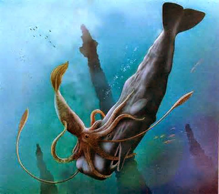 squid vs octopus squid vs octopus