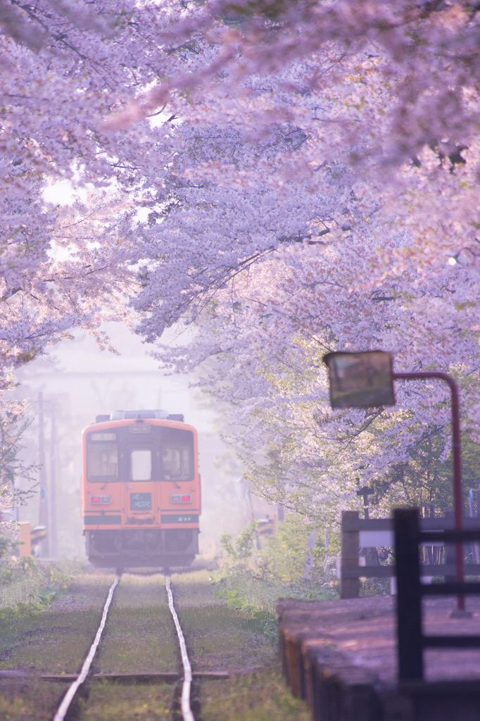 a red train traveling down tracks next to trees with purple flowers on the top and bottom