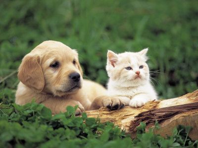 64 Best Kittens And Pups Images On Pinterest Cute Kitty Cute Baby Kittens Puppies On Pictures Of And Together