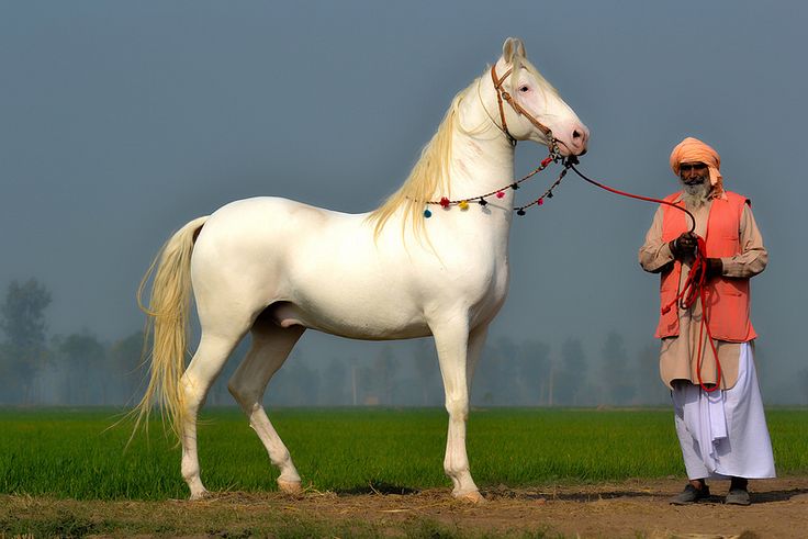 Pin by Valerie Kimble Hays Heston on Horses Marwari horses, Horses, Horse breeds