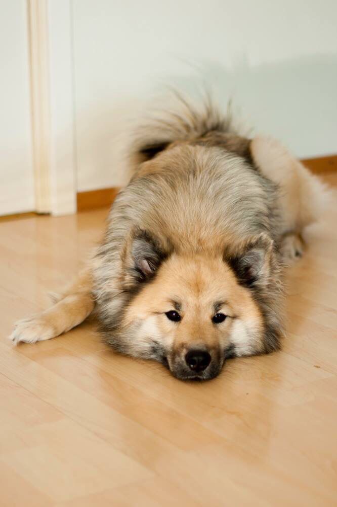 medium sized pomeranian best 25 medium size dogs ideas on medium sized dogs breeds best medium medium sized pomeranian best 25 medium size dogs ideas on medium sized dogs breeds best medium