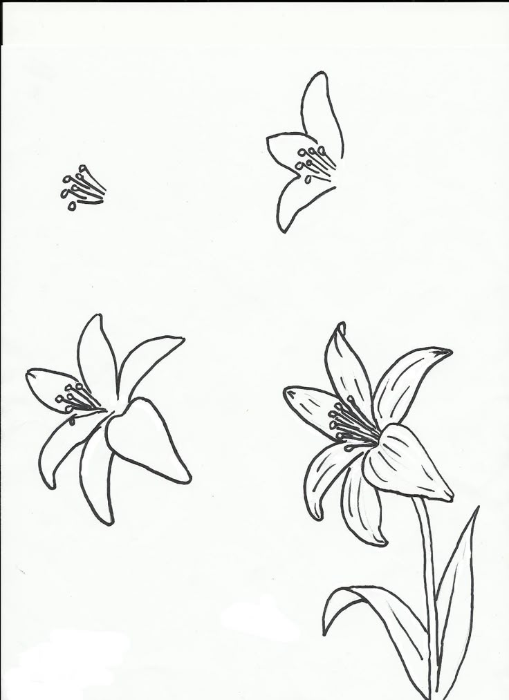 Best 25 How to draw flowers ideas on Pinterest | Flowers to draw ... Best 25 How to draw flowers ideas on Pinterest | Flowers to draw ...