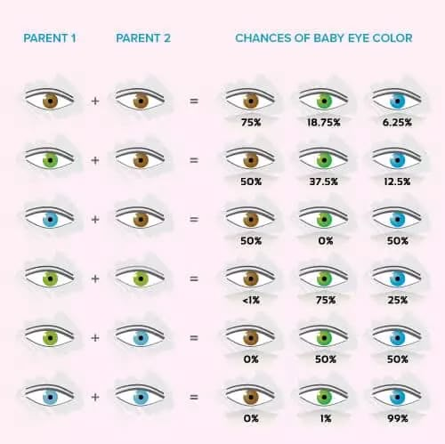 genetic chart parents kids google search in 2020 eye color chart eye ...