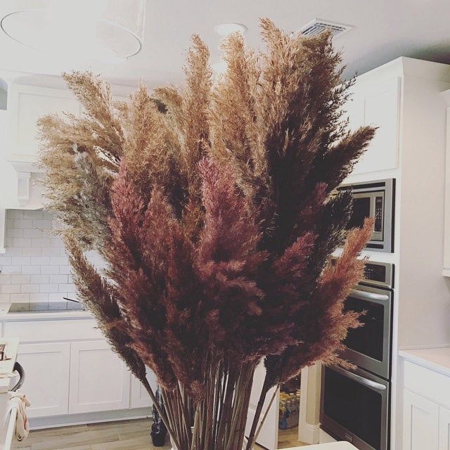 Dried Pampas Grass/ORANGE Colored/Long Plumes/One (1)Stem Price/Dried How Long Does Dried Pampas Grass Last