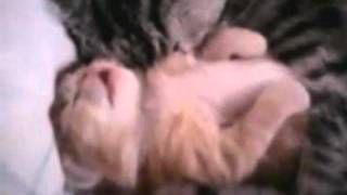 Momma Cat Hugs Kitten Having Nightmare Momma Cat Hugs Kitten Having Nightmare