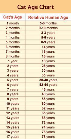 are cat years the same as years best 25 years ideas on year calculator ages and age chart are cat years the same as years best 25 years ideas on year calculator ages and age chart