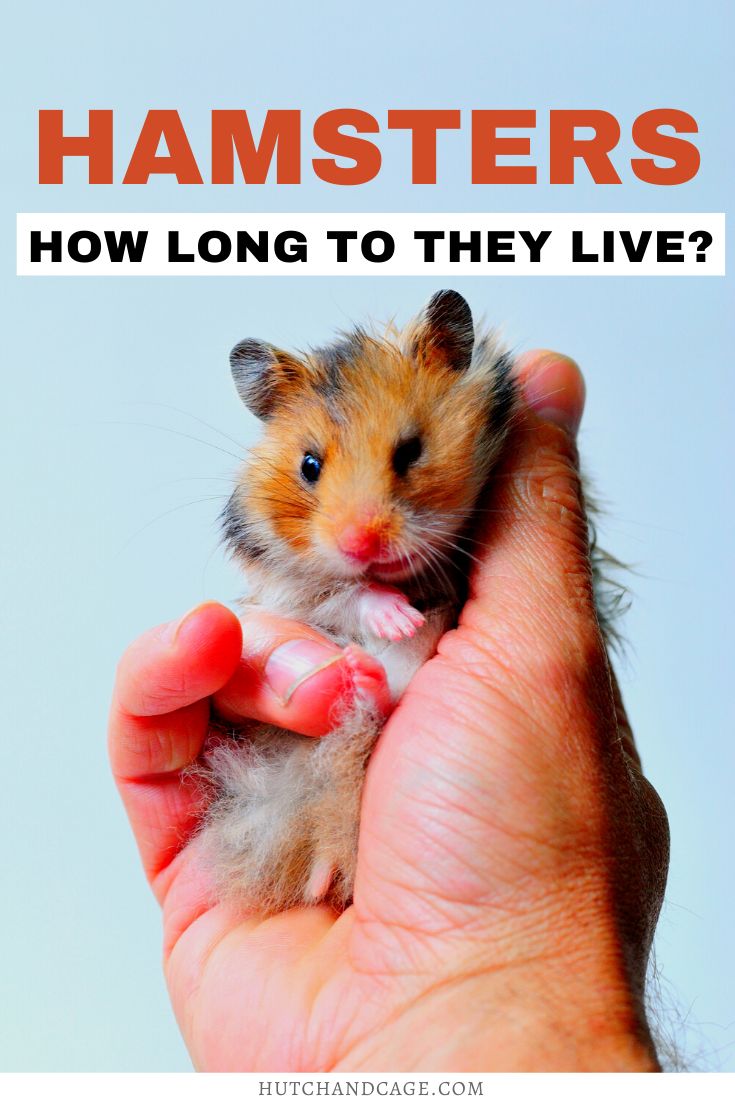 How To Help Your Syrian Hamster Live Longest