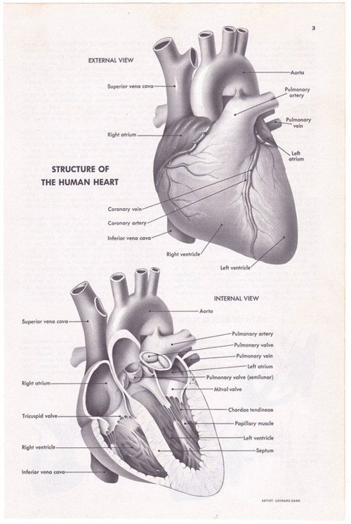 companion pocketbook for quick review bd chaurasias human anatomy lower limb abdomen pelvis vol 2