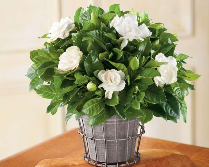 16 Best Gardenia Jasminoides Care Gallerygardenia Jasminoides