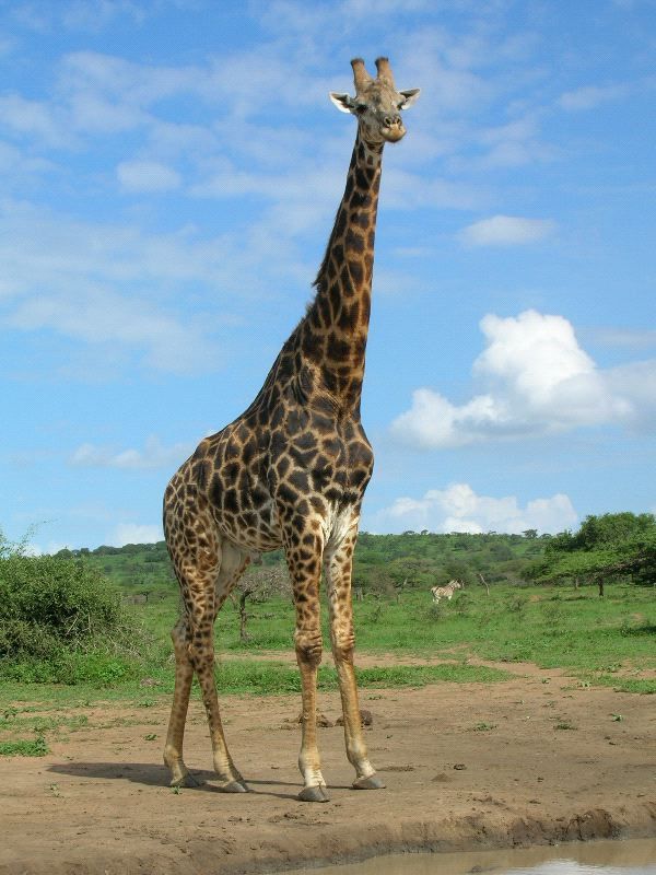 84 best JIRAFA images on Pinterest Giraffe, Giraffes and Wild - griffe für küche 84 best JIRAFA images on Pinterest Giraffe, Giraffes and Wild - griffe für küche