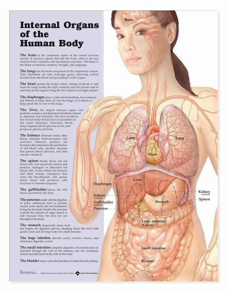 geçit töreni Okul öğretmeni alışılmış The Internal Organs of the Human Body Anatomical Chart is a useful visual aid for medical settings. | Body anatomy organs, Human body anatomy, Human body organs geçit töreni Okul öğretmeni alışılmış The Internal Organs of the Human Body Anatomical Chart is a useful visual aid for medical settings. | Body anatomy organs, Human body anatomy, Human body organs