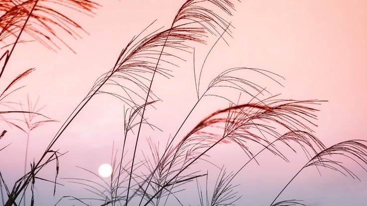 MostNature.com - Grass Pink Sky China Mobile Wallpapers | Sky aesthetic