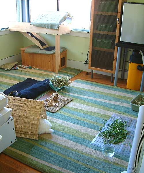 Best 25+ Bunny room ideas on Pinterest | Indoor rabbit house ... Best 25+ Bunny room ideas on Pinterest | Indoor rabbit house ...