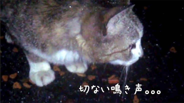 私の帰りを待っているかわいい野良猫ちゃん 2 小雨の降る夜に切ない鳴き声 野良猫 猫 切ない 私の帰りを待っているかわいい野良猫ちゃん 2 小雨の降る夜に切ない鳴き声 野良猫 猫 切ない