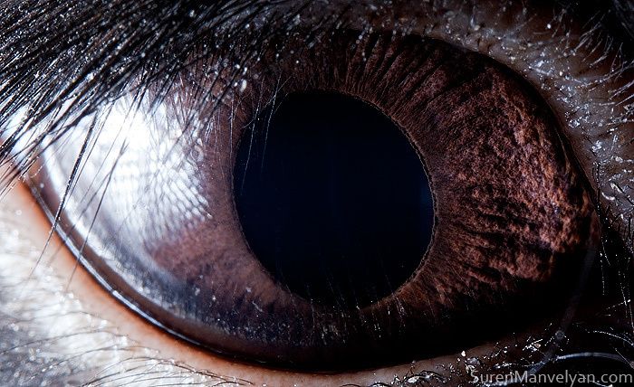 Extreme Close Up Photos Of Animal Eyes Eye Close Up Extreme Close Up Cool Eyes Extreme Close Up Photos Of Animal Eyes Eye Close Up Extreme Close Up Cool Eyes