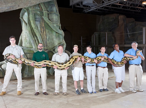 A 24 ft 7 3 m Reticulated Python Called Fluffy Longest Living Snake A 24 ft 7 3 m Reticulated Python Called Fluffy Longest Living Snake