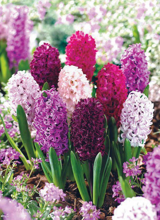 the quintessential spring flower