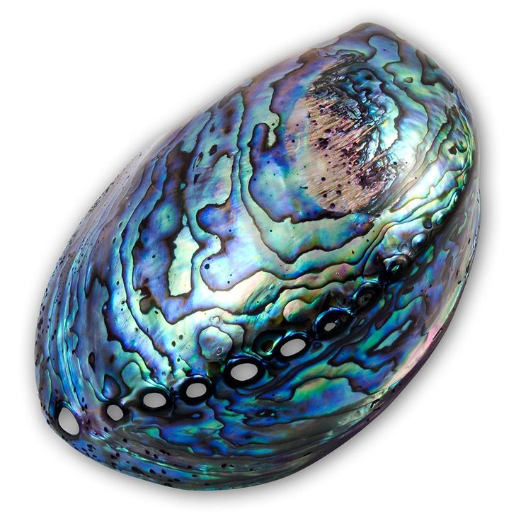 Resultado de imagen para abalone