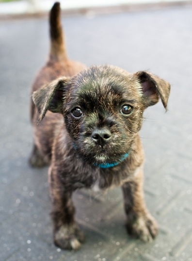 mastiff and pug mix best 20 pug mixed breeds ideas on pug mix mastiff and pug mix best 20 pug mixed breeds ideas on pug mix
