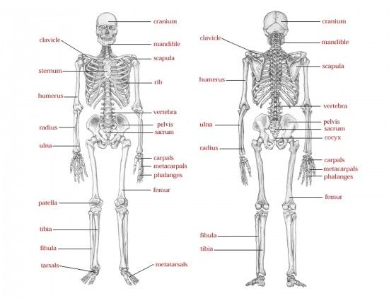 halloween skeletal game what a great fun idea for elementary kids Skeletal System Diagram House halloween skeletal game what a great fun idea for elementary kids! halloween