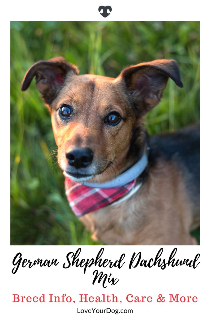 german shepherd doxie mix german shepherd doxie mix