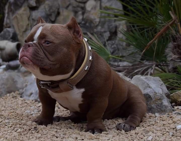 Poor Dog Looks More Like Some Odd Pig Bully Dog American Bully