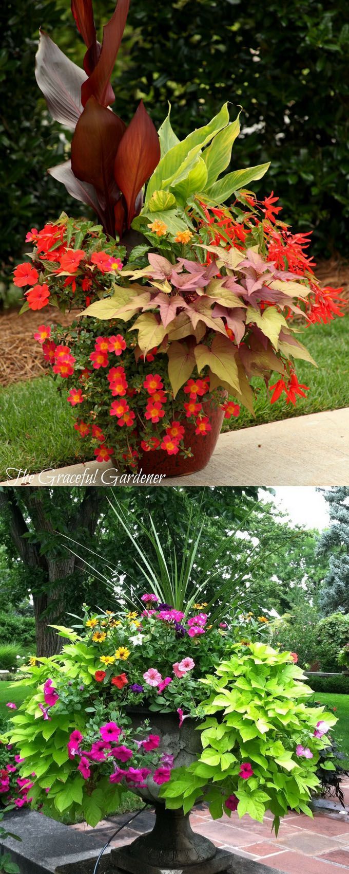 Potted Garden Flowers best 25+ outdoor flower pots ideas on pinterest | outdoor potted Potted Garden Flowers best 25+ outdoor flower pots ideas on pinterest | outdoor potted