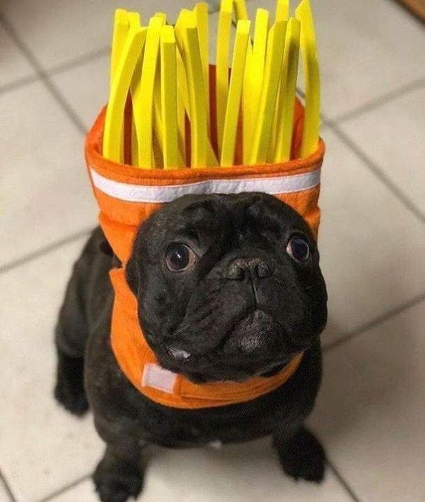 Photo Black Pug Puppies Bulldog French Bulldog