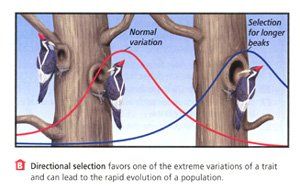 Modeling Natural Selection Lab Modeling Natural Selection Lab