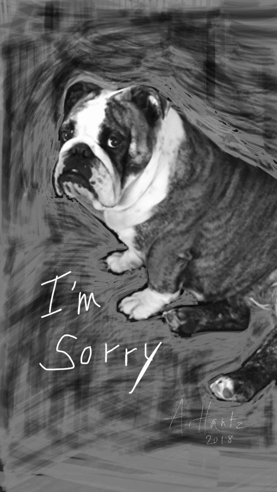English Bulldog Gus I M Sorry Card Wallpaper Screensaver Love