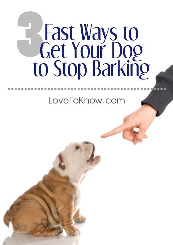 Cesar Dog Training Stop Barking Cesar Dog Training Stop Barking