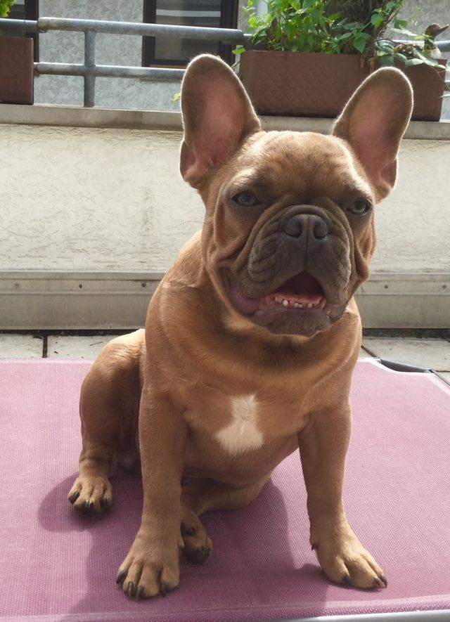 French Bulldog Puppies Image By Valorie Brunson On Frenchies