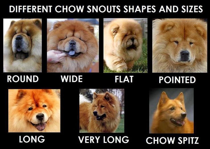 Bildresultat For Black Nose Chow Chow Chowchowdog Chow Chow