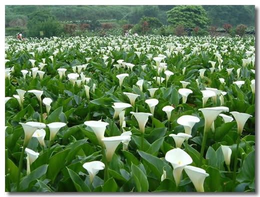 75 best .araceae calla lilies lily flowers candleflower anthurium ...