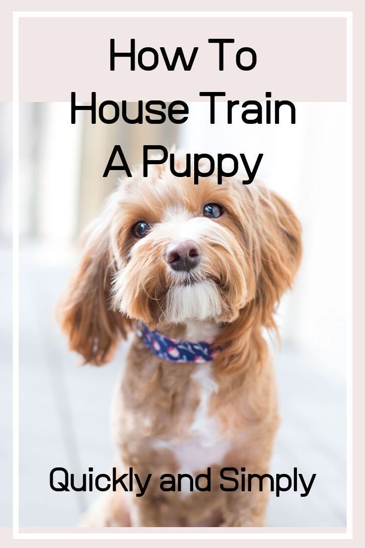 How To House Train A Puppy Quickly And Simply Puppy Toilet