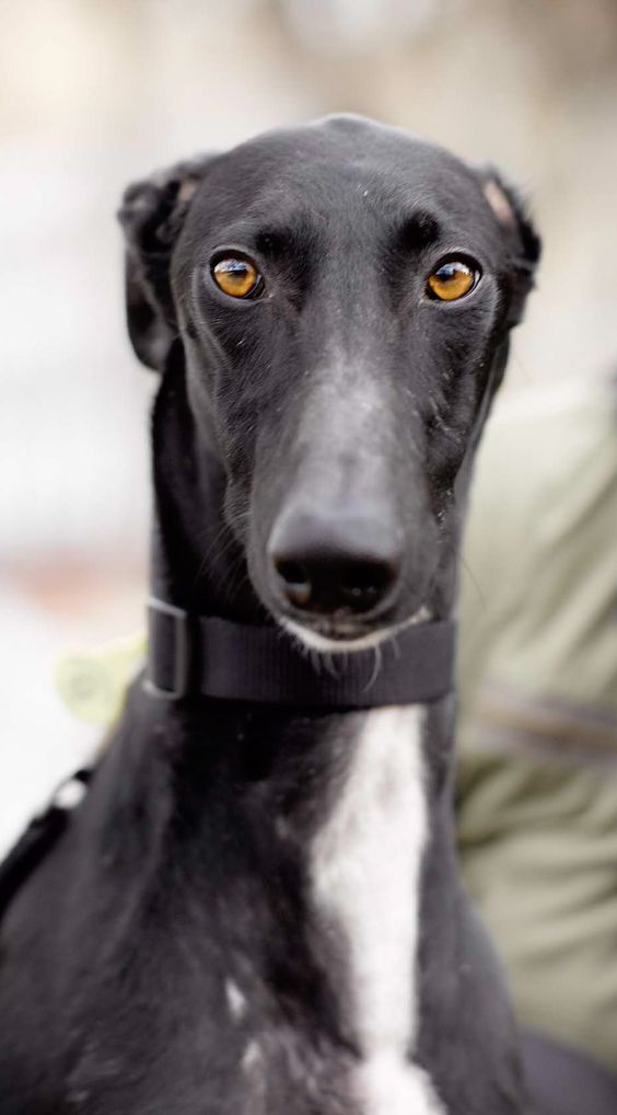 grey dog names grey dog names