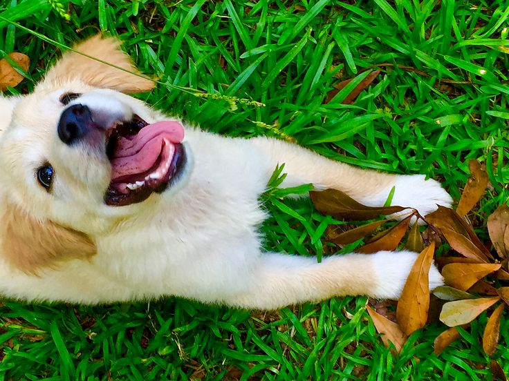 australian shepherd or golden retriever 16 best angel u2014australian shepherd golden retriever mix images on australian shepherd or golden retriever 16 best angel u2014australian shepherd golden retriever mix images on